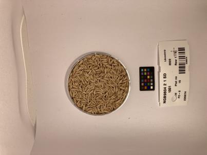 Click for 1 image(s) for this accession. SEED